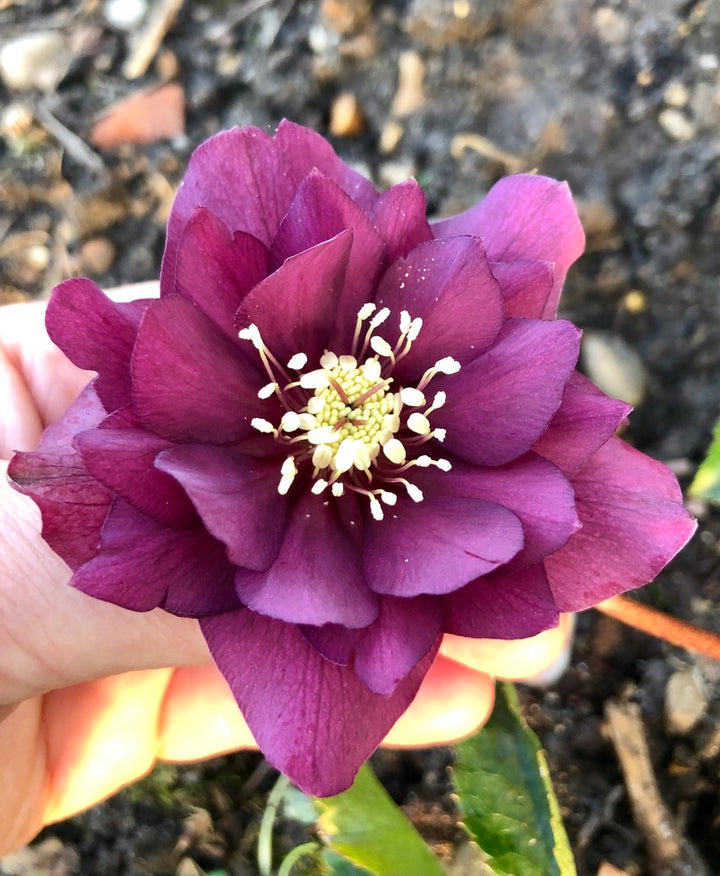 GARDEN TALK TICKETS - 7TH FEBRUARY 2026