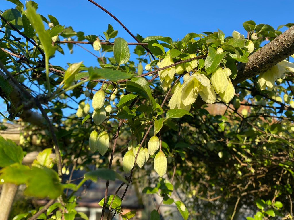 GARDEN TALK TICKETS - 7TH FEBRUARY 2026